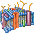 membrana-celular1