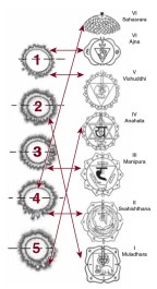 correpondencia dedos chakras
