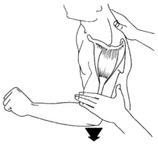 musculo-cinesiologia