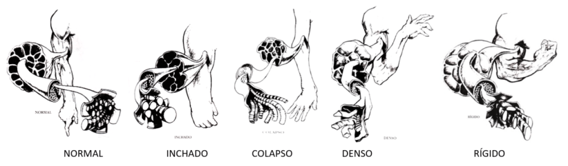 anatomia emocional musculo tonus