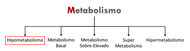 metabolismo
