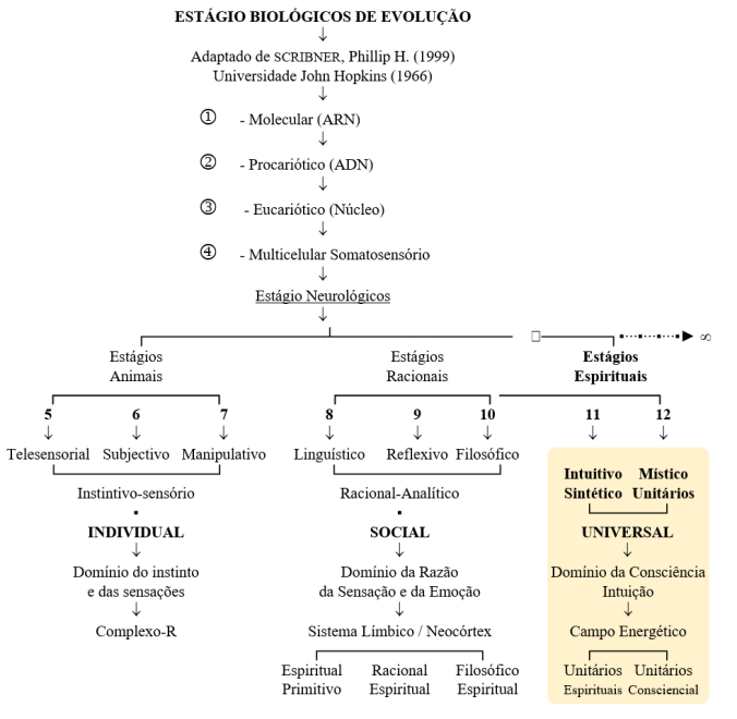 estagios-de-evolucao