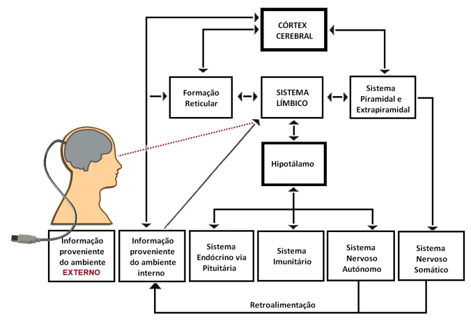 cerebro esquema 1