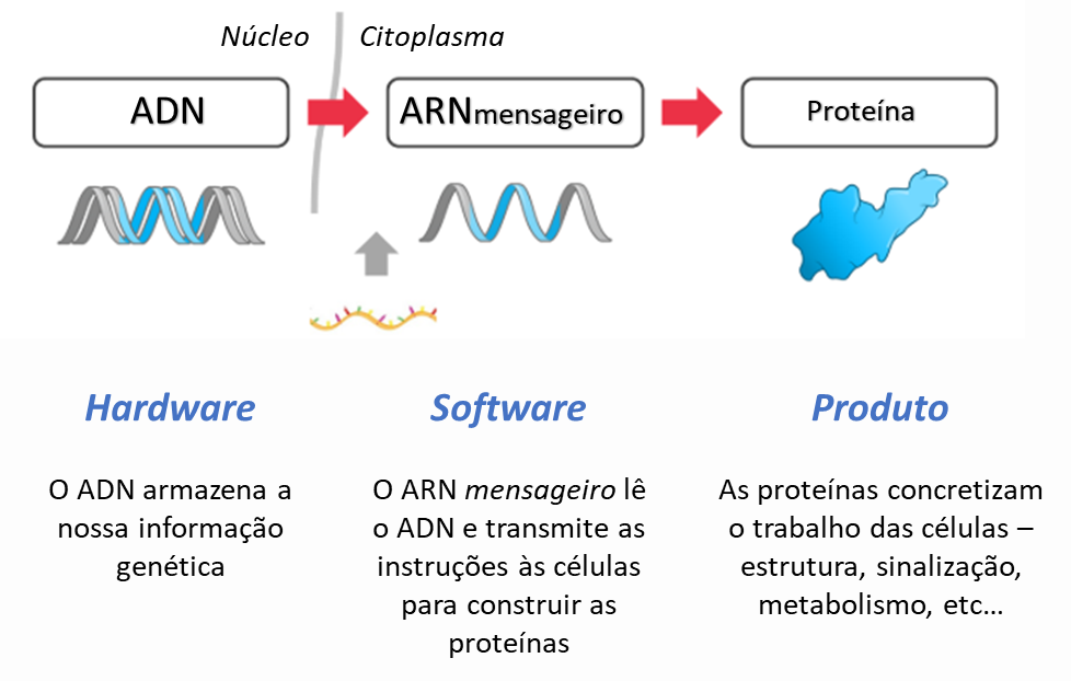 transcrição