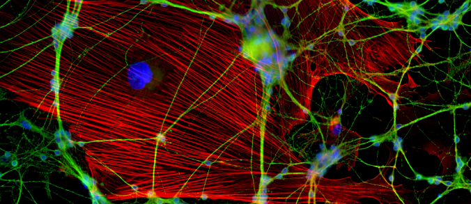 Saúde e Higiene na Educação&nbsp;Física